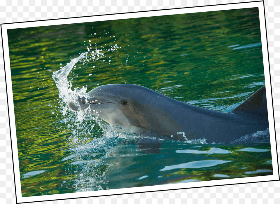 Dylan Oquotbrien Tumblr Common Bottlenose Dolphin, Animal, Mammal, Sea Life, Fish Free Transparent Png