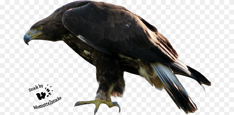 Transparent Eagle, Animal, Bird, Vulture, Buzzard Png