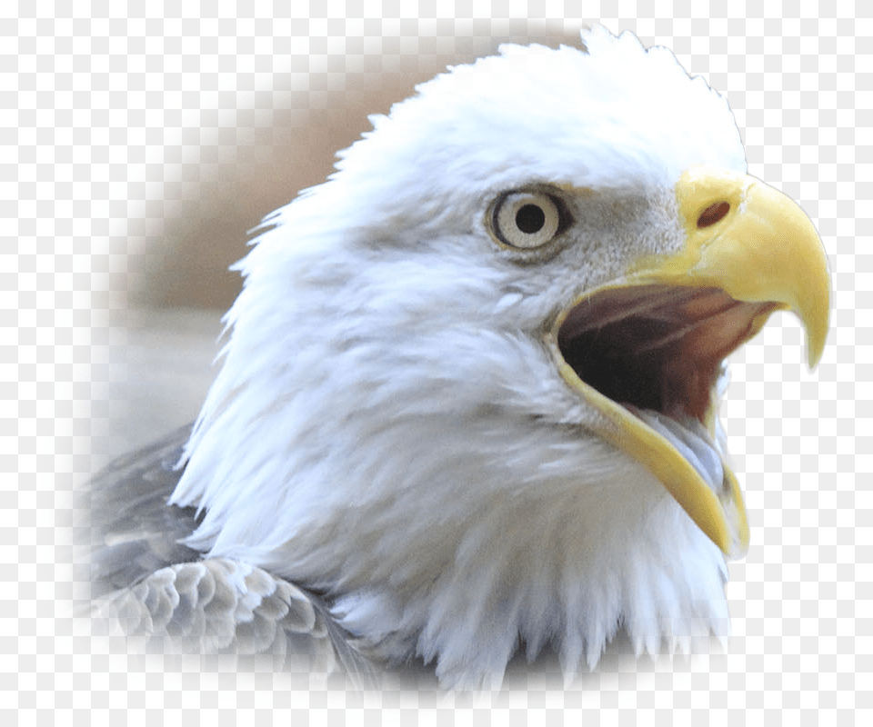 Transparent Eagle Face Parrot, Animal, Beak, Bird, Bald Eagle Png