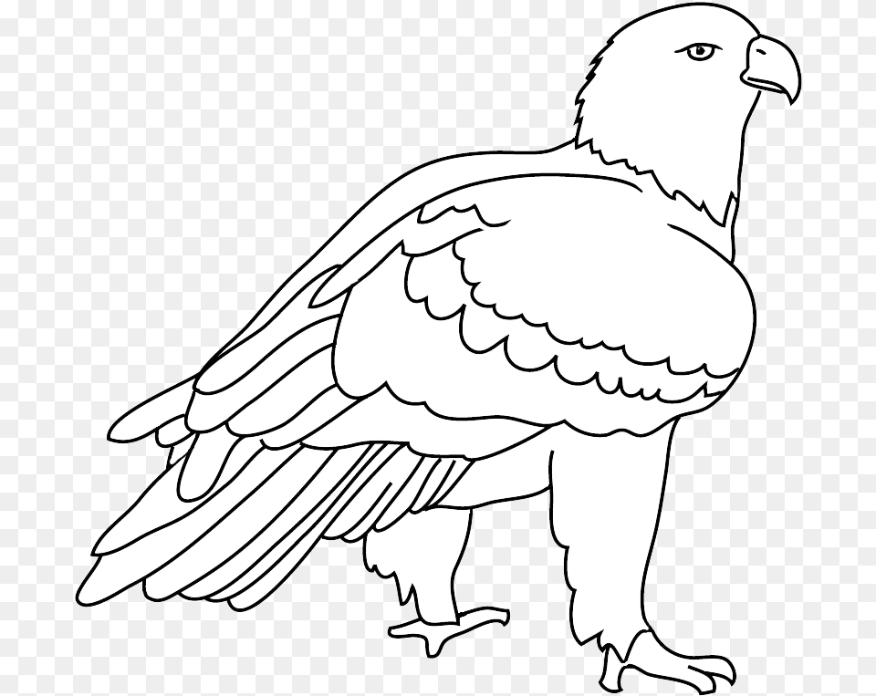 Transparent Eagle Head Clipart Black And White Bald Eagle, Animal, Bird, Vulture, Adult Free Png Download