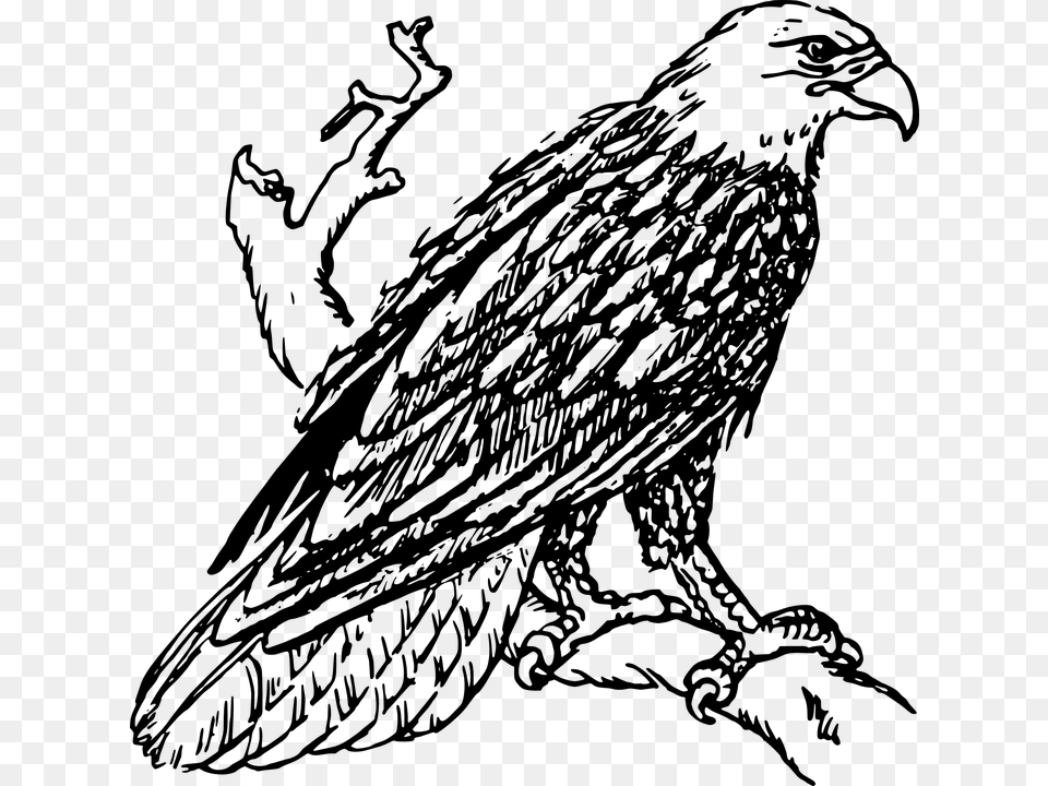 Eagle Head Clipart Black And White Vector Eagle Black And White Clipart, Gray Free Transparent Png