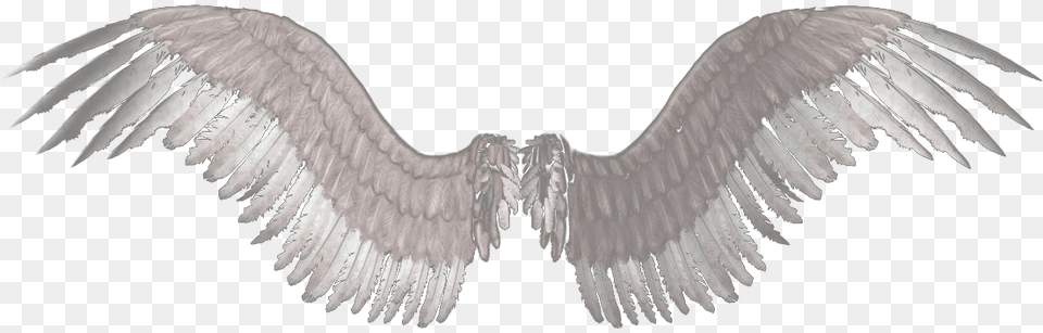 Transparent Eagle Wings Clipart Transparent Background Angel Wings Transparent, Animal, Bird, Vulture, Flying Free Png Download