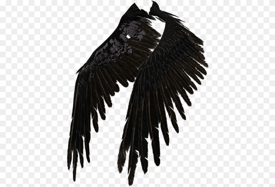 Transparent Eagle Wings Spread Clipart Black And White Black Angel Wings, Animal, Bird, Vulture, Blackbird Png Image