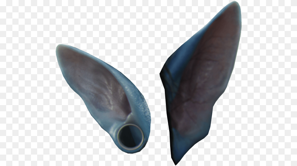 Transparent Ear Avatar Na Vi Ears, Animal, Sea Life, Fish, Shark Png Image