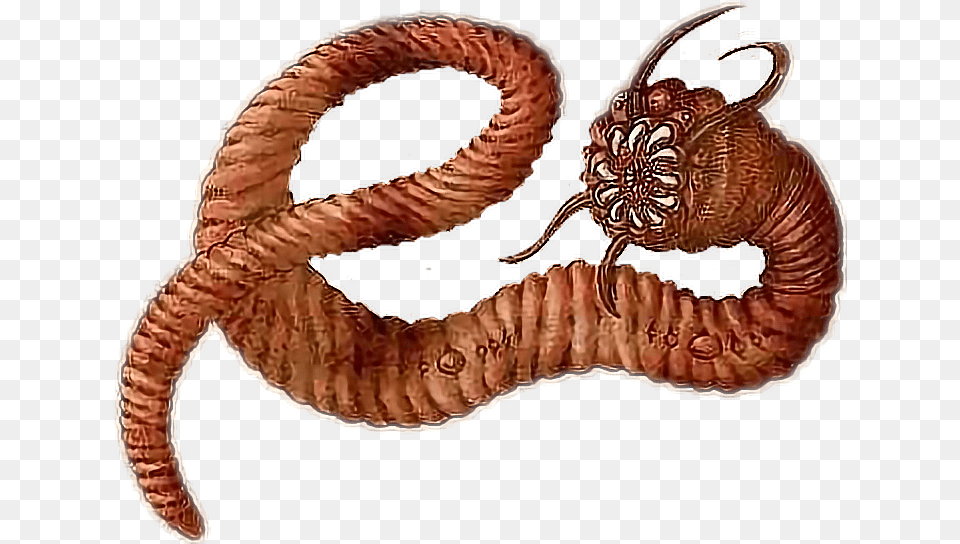 Transparent Earthworm Clipart Mongolian Death Worm, Animal, Invertebrate Png Image