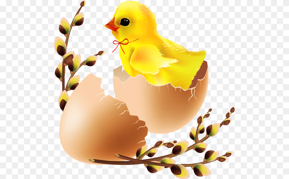 Easter Egg Water Bird Egg For Easter Duck, Animal, Chicken, Fowl, Poultry Free Transparent Png