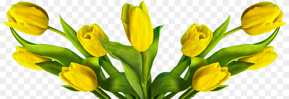 Transparent Easter Flowers Tulipa Amarela, Flower, Plant, Tulip, Flower Arrangement Free Png