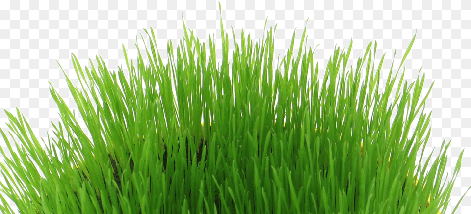 Transparent Easter Grass, Plant, Vegetation, Lawn, Moss Png Image