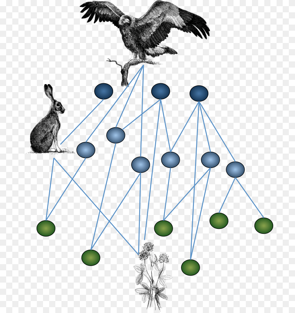 Transparent Ecology Ecological Networks, Animal, Bird, Chandelier, Lamp Png Image