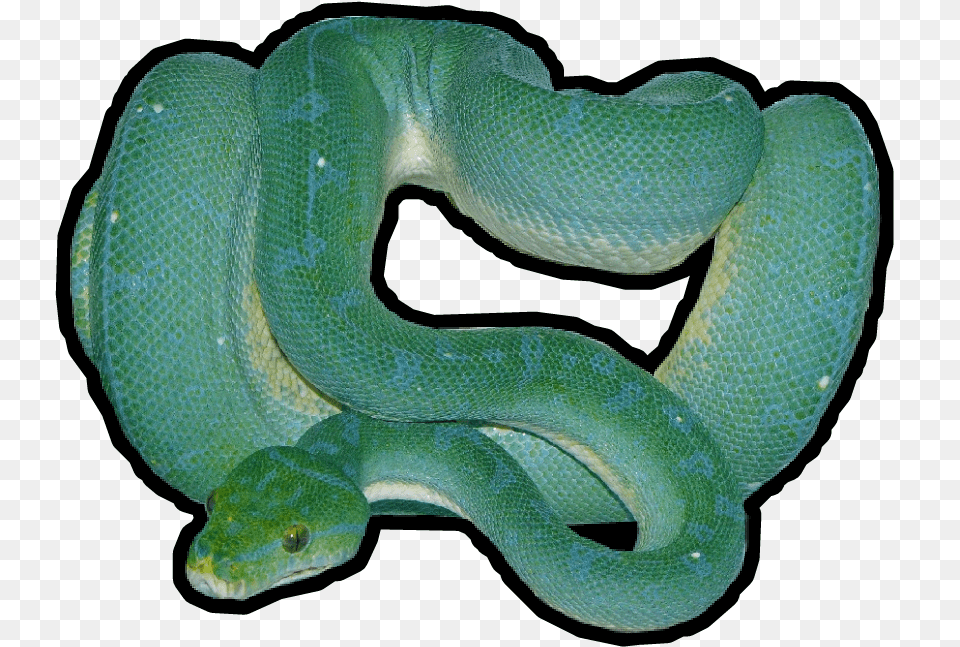 Transparent Eel Clipart Snake, Animal, Reptile, Green Snake Png