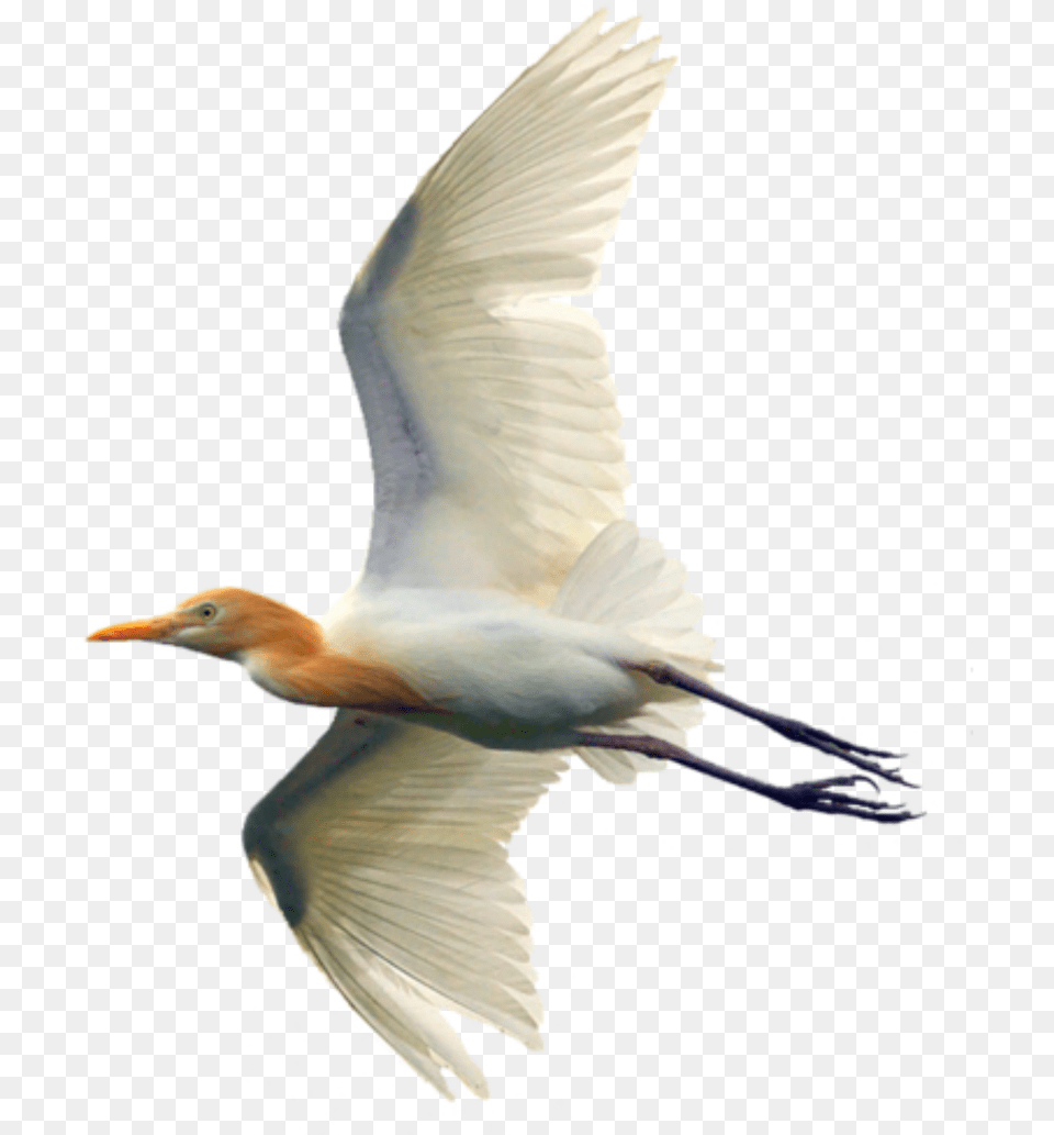 Transparent Egret Clipart Egret, Animal, Bird, Flying, Waterfowl Png