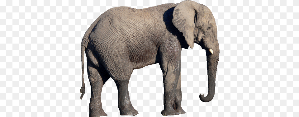 Transparent Elephant Background National Symbols Of India, Animal, Mammal, Wildlife Png Image