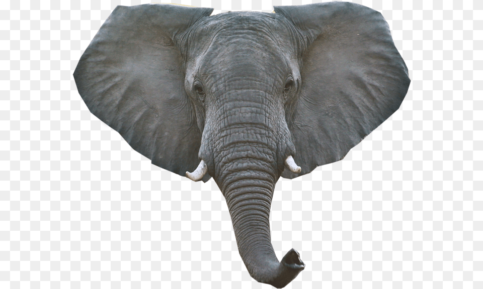 Transparent Elephant Head Clipart Elephant Head, Animal, Mammal, Wildlife Png Image