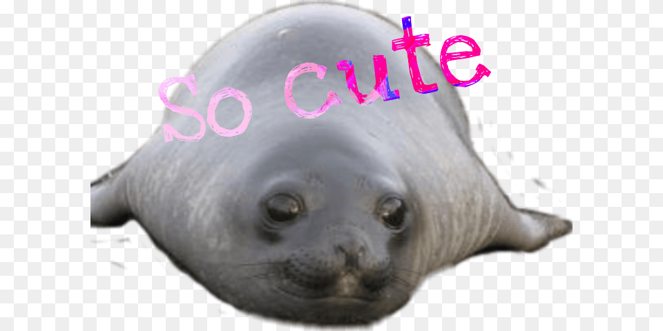 Transparent Elephant Seal Baby Elephant Seal, Animal, Mammal, Sea Life, Sea Lion Free Png