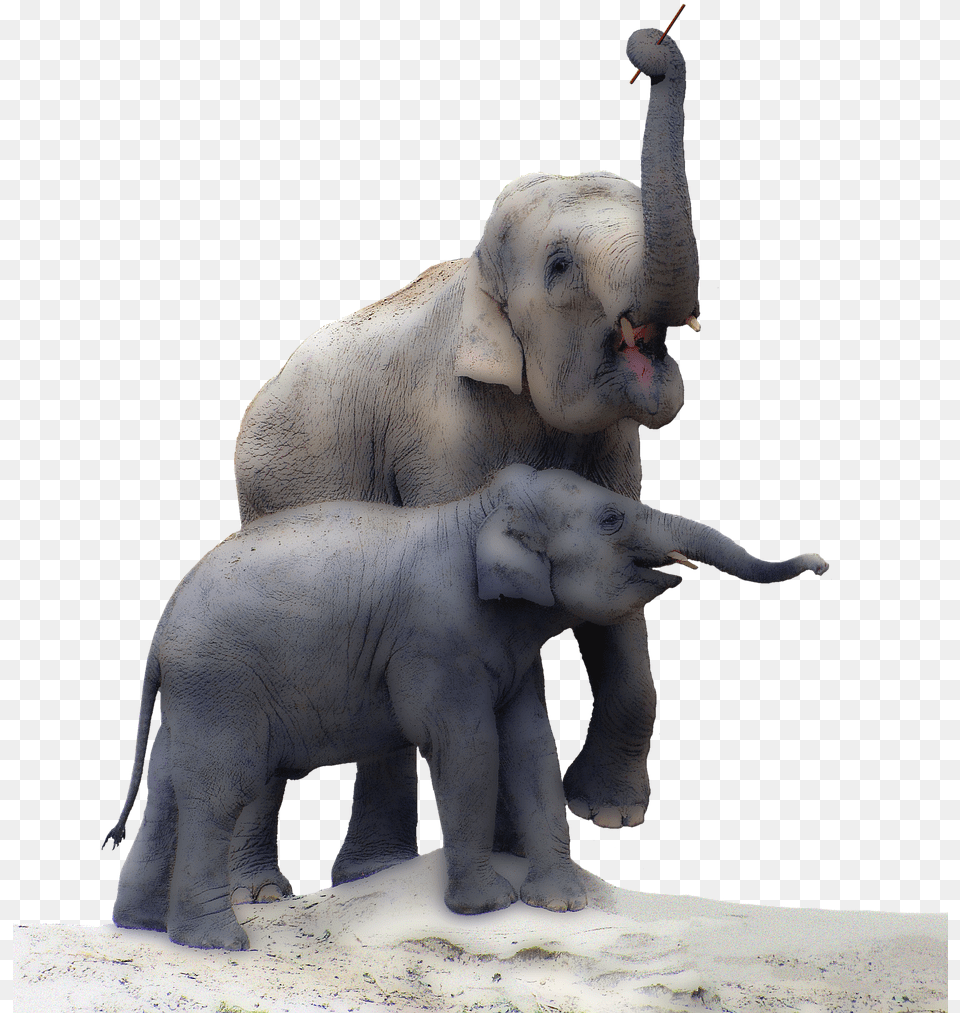 Elephant Trunk Elephant Real, Animal, Mammal, Wildlife Free Transparent Png