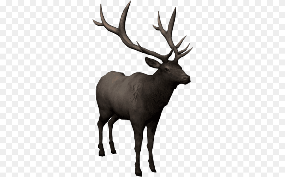 Transparent Elk, Animal, Deer, Mammal, Wildlife Free Png