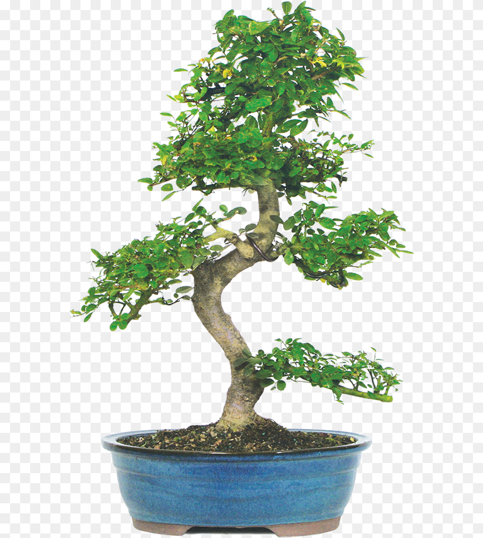 Transparent Elm Tree Bonsai En Pot, Plant, Potted Plant Free Png