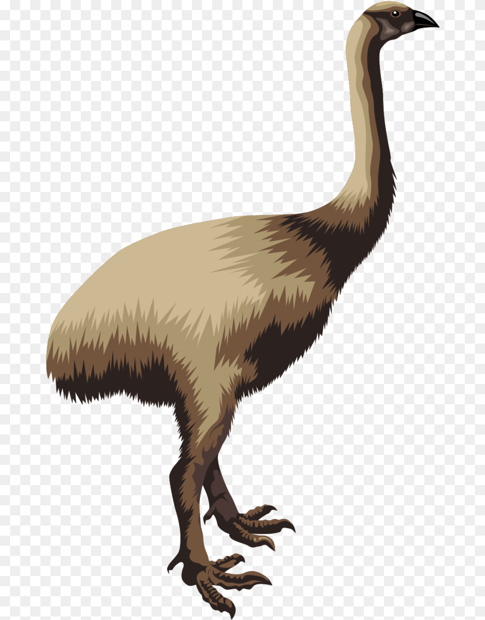Transparent Emu Clipart Moa Clipart, Animal, Bird Png