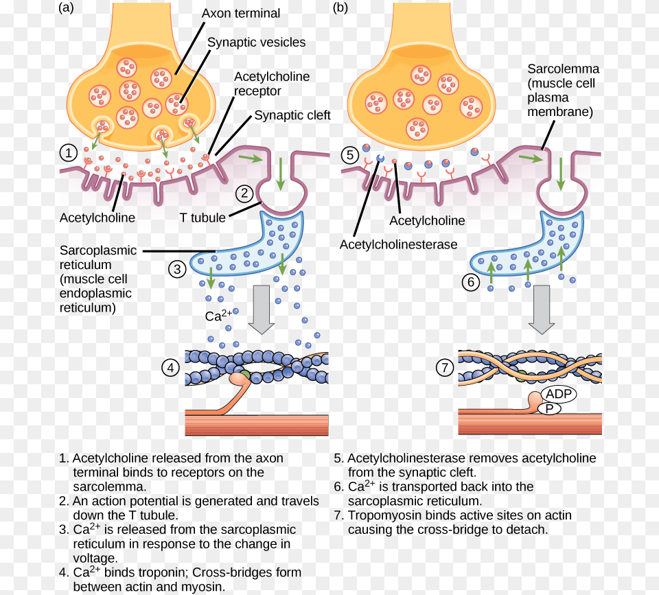 Transparent Endoplasmic Reticulum Clipart Diagram Excitation Contraction Coupling, Book, Comics, Publication, Advertisement Free Png
