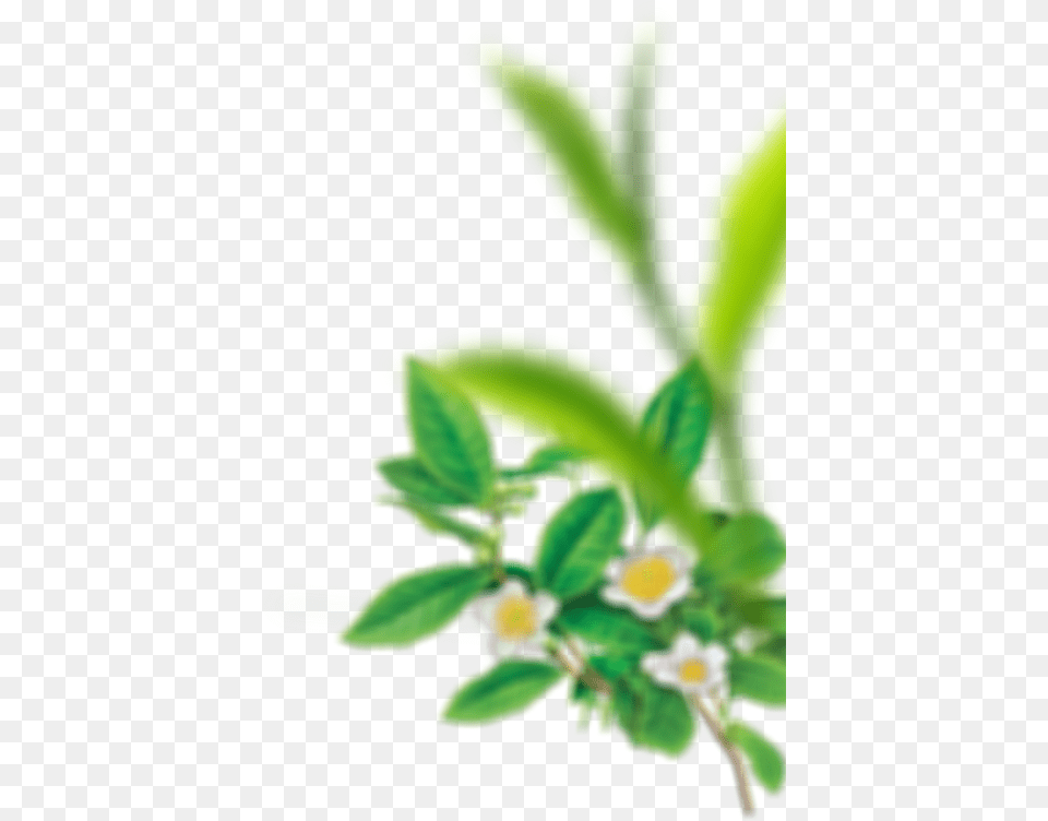 Transparent Enjoyment Clipart Tea Plant, Green, Daisy, Leaf, Flower Png Image