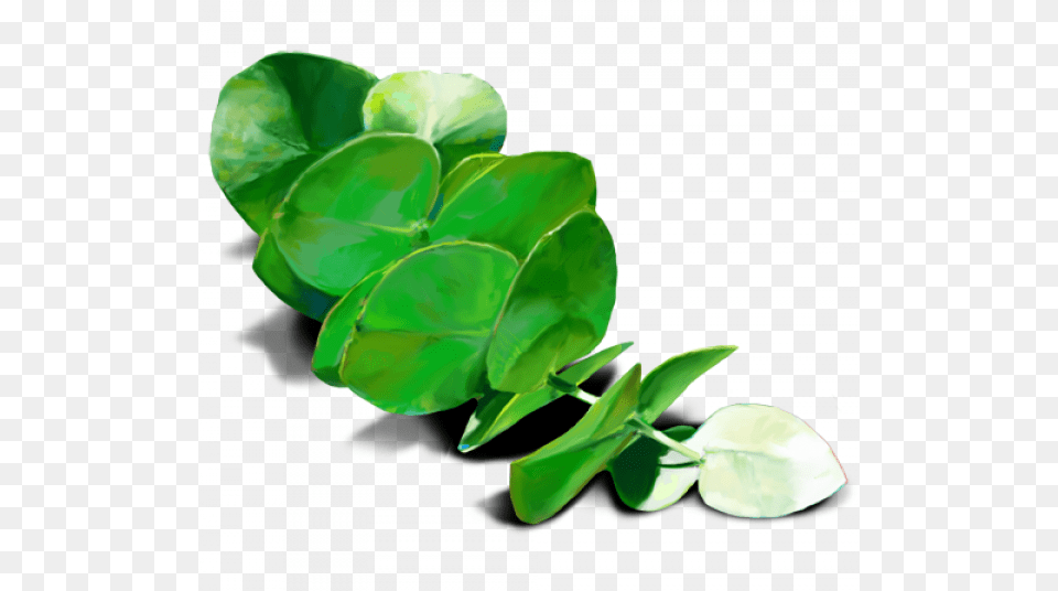 Eucalyptus Leaf, Green, Herbal, Herbs, Plant Free Transparent Png