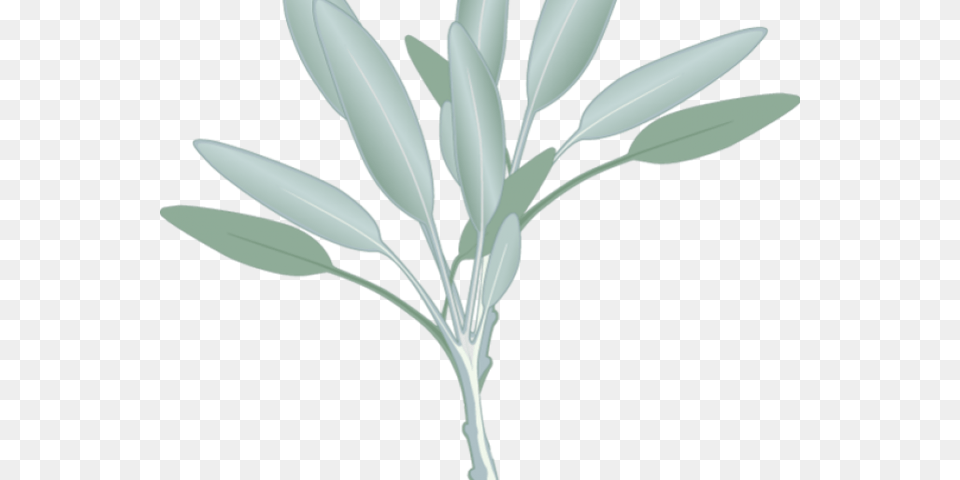 Transparent Eucalyptus Leaves Sage Herb Clip Art, Herbs, Plant, Herbal, Leaf Png Image