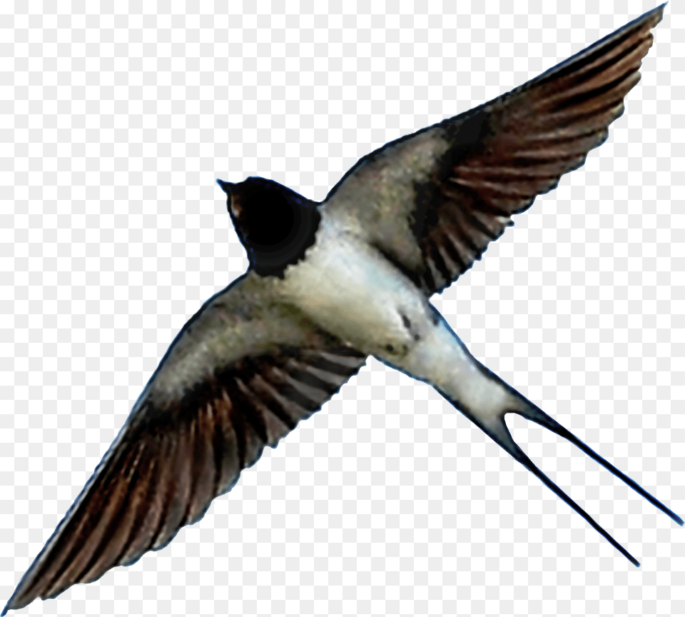 Transparent European Swallow, Animal, Bird Free Png Download