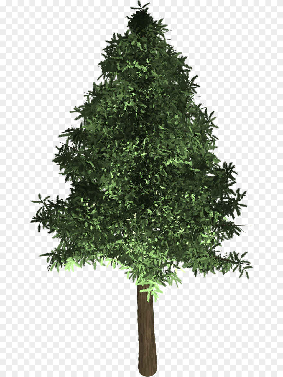 Transparent Evergreen Oak Tree In The Philippines, Plant, Fir, Conifer, Green Png Image