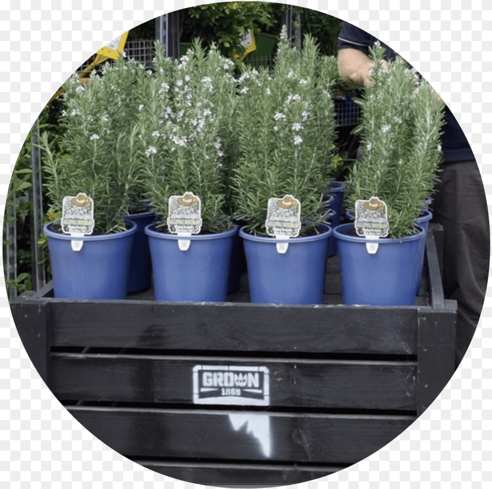 Transparent Evergreen Shrub Flowerpot, Vase, Herbal, Herbs, Jar Png