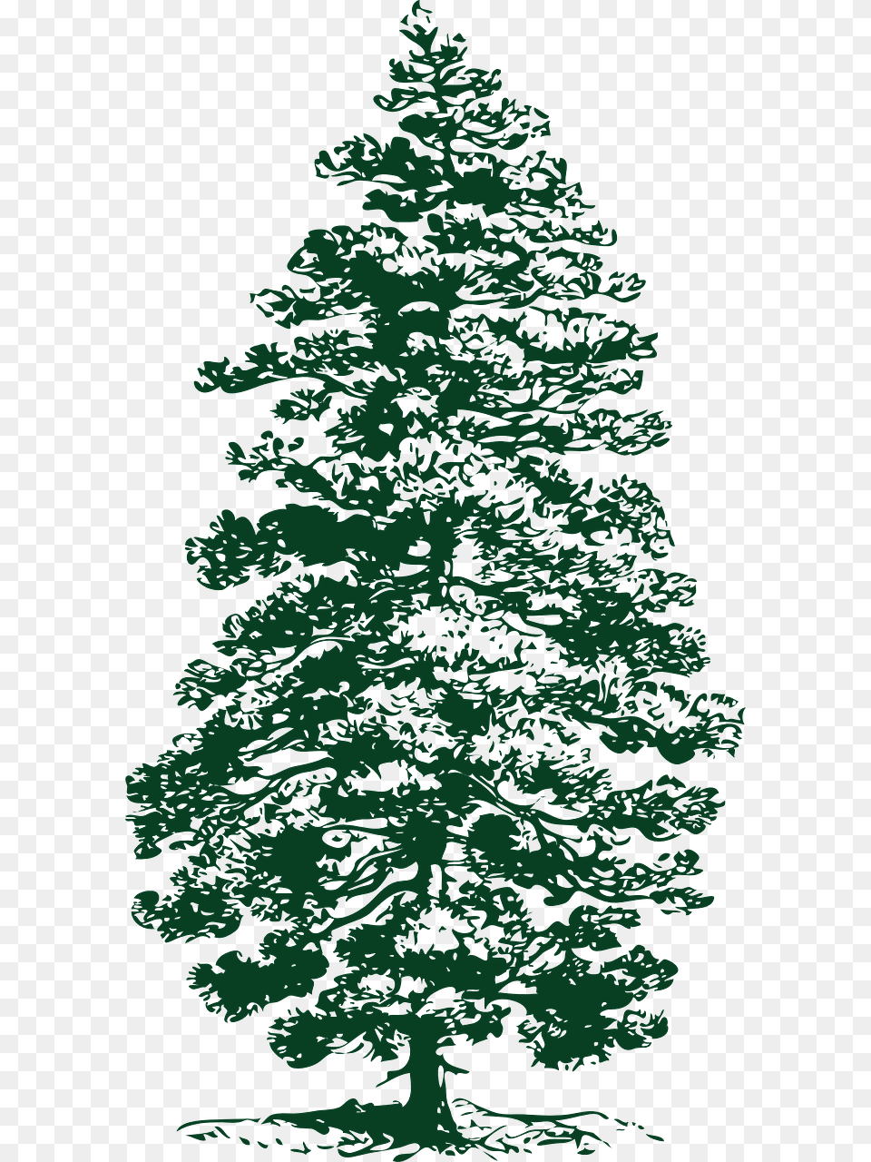 Transparent Evergreen Tree Clipart Black And White Pine Tree Ink Drawing, Fir, Plant, Conifer, Adult Png