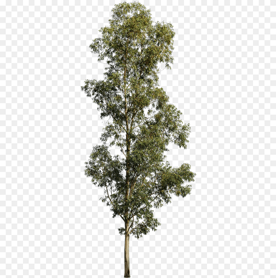 Evergreen Tree Eucalyptus Tree White Background, Oak, Plant, Sycamore, Tree Trunk Free Transparent Png