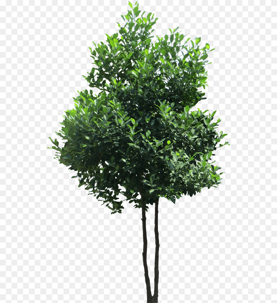 Evergreen Tree High Resolution Tree, Leaf, Plant, Vegetation, Maple Free Transparent Png