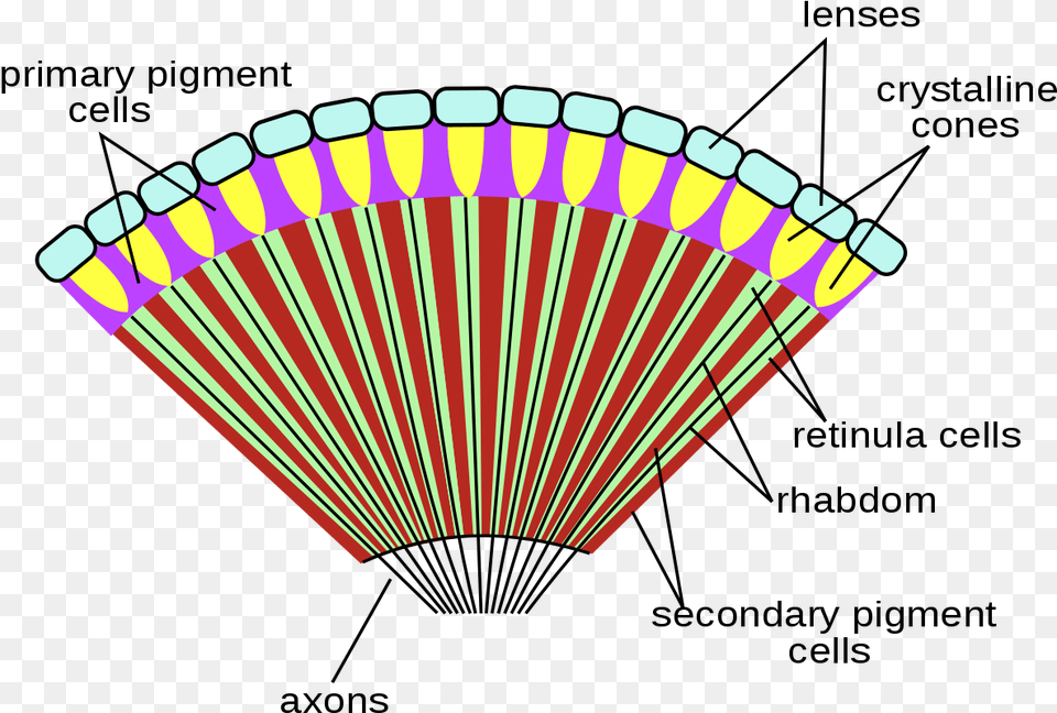 Transparent Eye Lens Compound Eye Of Insect, Art Free Png