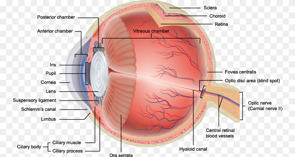 Eye Veins Layers Of Eye Anatomy, Animal, Fish, Sea Life, Shark Free Transparent Png