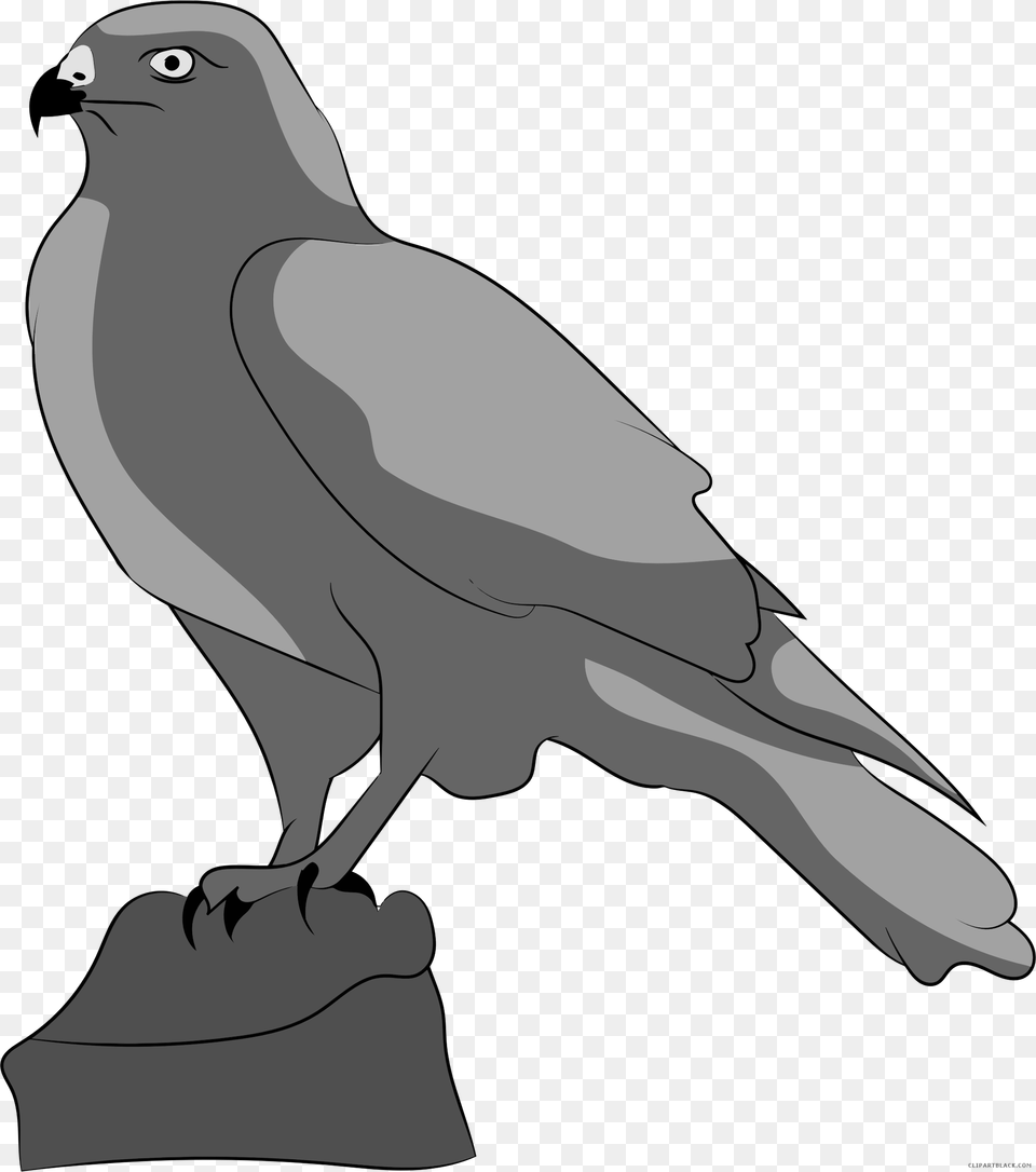 Transparent Falcon Clipart Falcon, Animal, Bird, Kangaroo, Mammal Png
