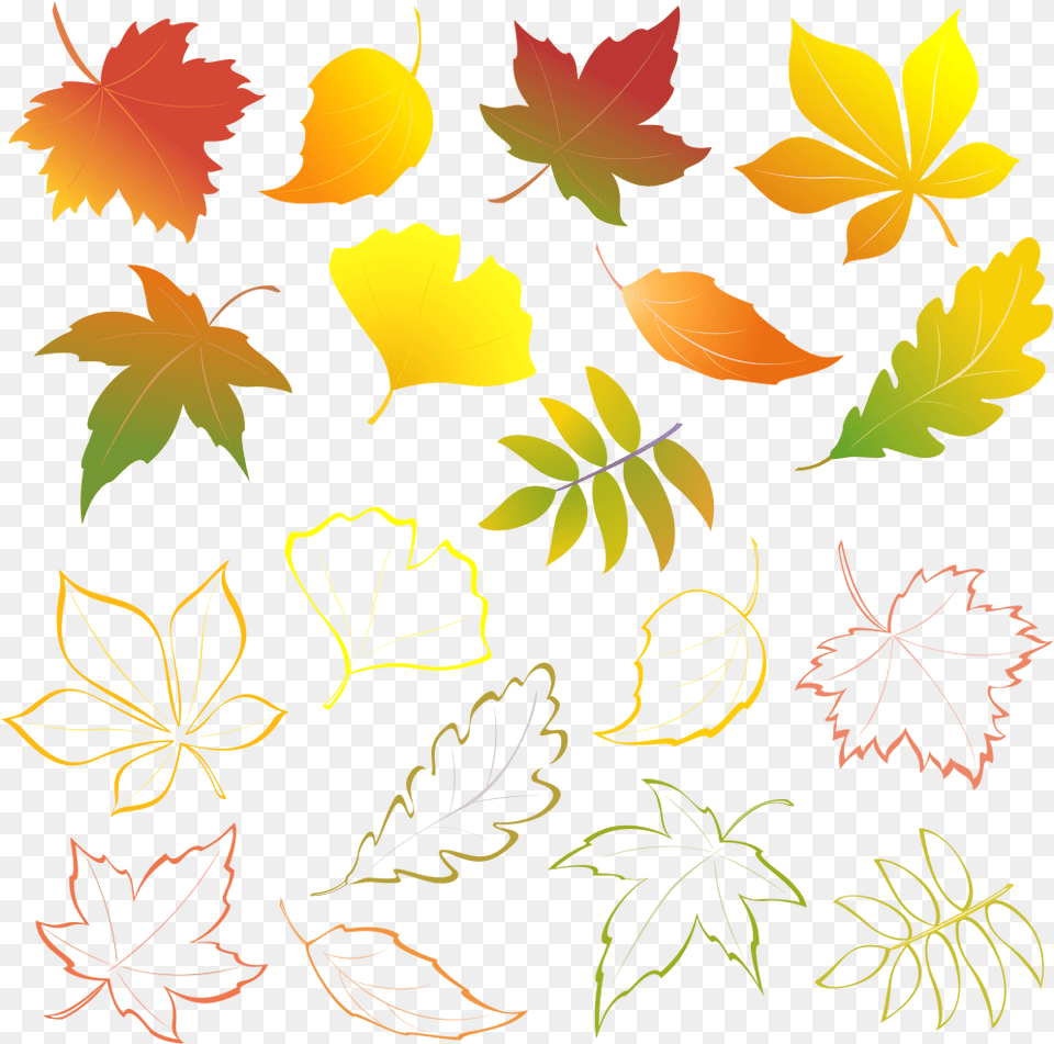 Transparent Fall Flower Clipart Leaves, Leaf, Plant, Pattern, Tree Png