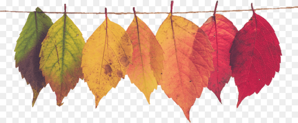 Fall Leaf Banner, Plant, Tree Free Transparent Png
