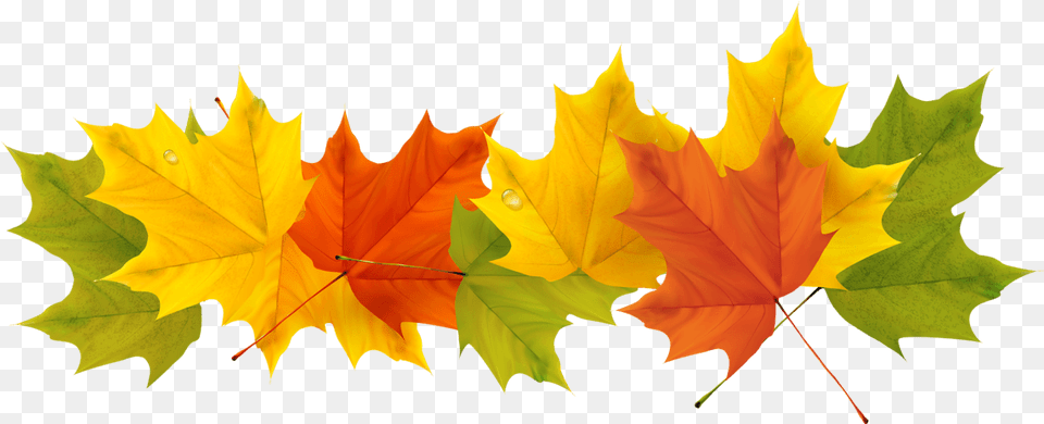 Transparent Fall Leaf Clipart No Background Transparent Background Fall Leaves, Plant, Tree, Maple, Maple Leaf Png