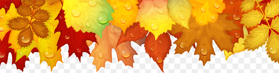 Transparent Fall Leaves Background Clipart Leaf Border Design Png