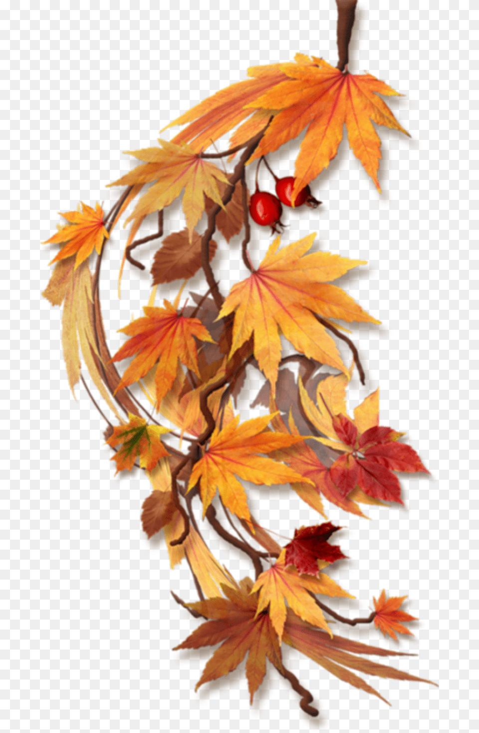Transparent Fall Leaves Border Clipart Feuilles D Automne, Leaf, Maple, Plant, Tree Free Png