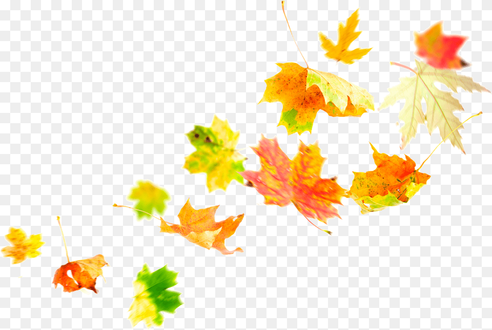 Transparent Fall Leaves Border Transparent Leaves In The Wind, Tree, Plant, Leaf, Maple Png