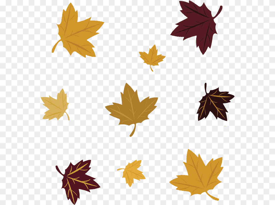 Transparent Fall Leaves Falling Maple Leaf, Plant, Tree, Maple Leaf Free Png