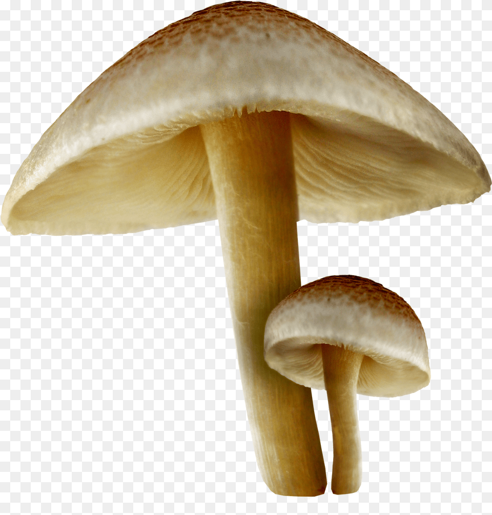 Transparent Fall Mushrooms Picture Mushrooms, Fungus, Plant, Agaric, Amanita Free Png Download