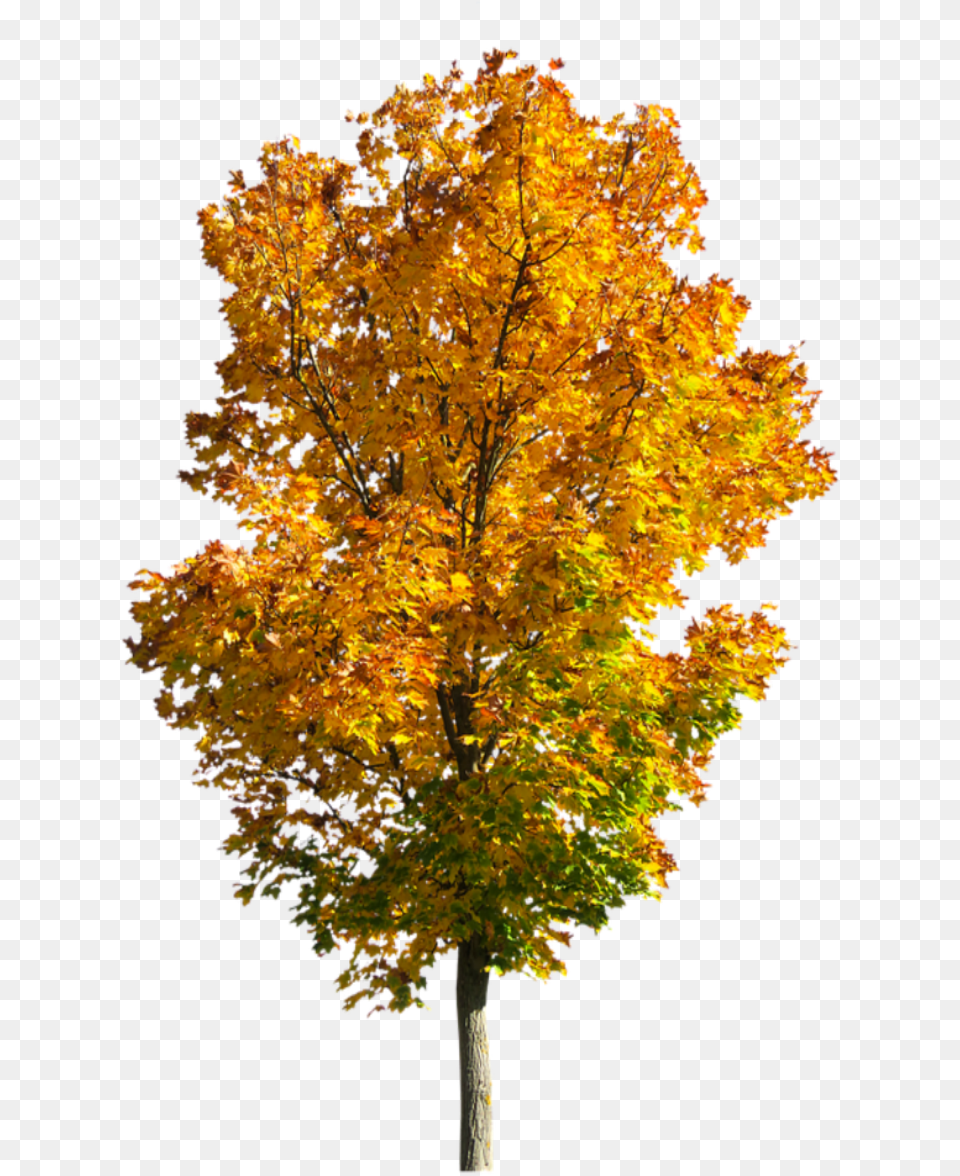 Fall Tree Fall Tree Background, Leaf, Maple, Plant, Tree Trunk Free Transparent Png