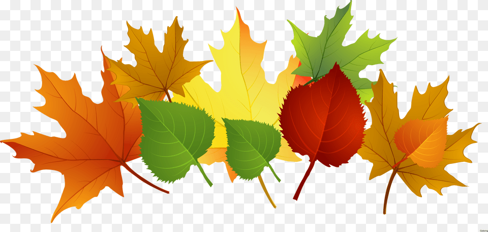 Falling Clipart Fall Leaves Clipart Leaf, Plant, Tree, Maple Leaf Free Transparent Png