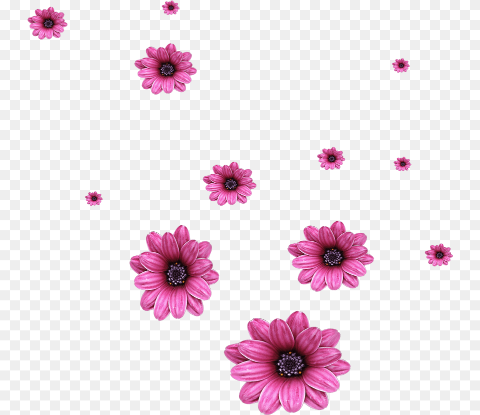Transparent Falling Petals Scattered Flowers, Anemone, Dahlia, Daisy, Flower Png Image