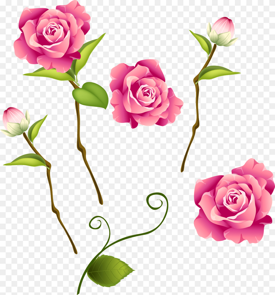 Transparent Falling Roses Blossom Rose, Flower, Plant Png