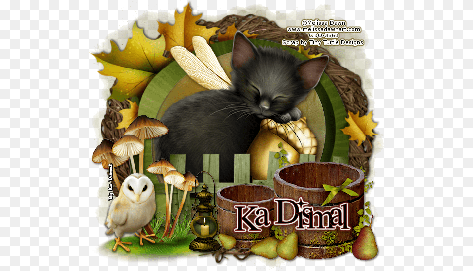 Transparent Fantasy Frame Kitten, Animal, Bird, Cat, Pet Png