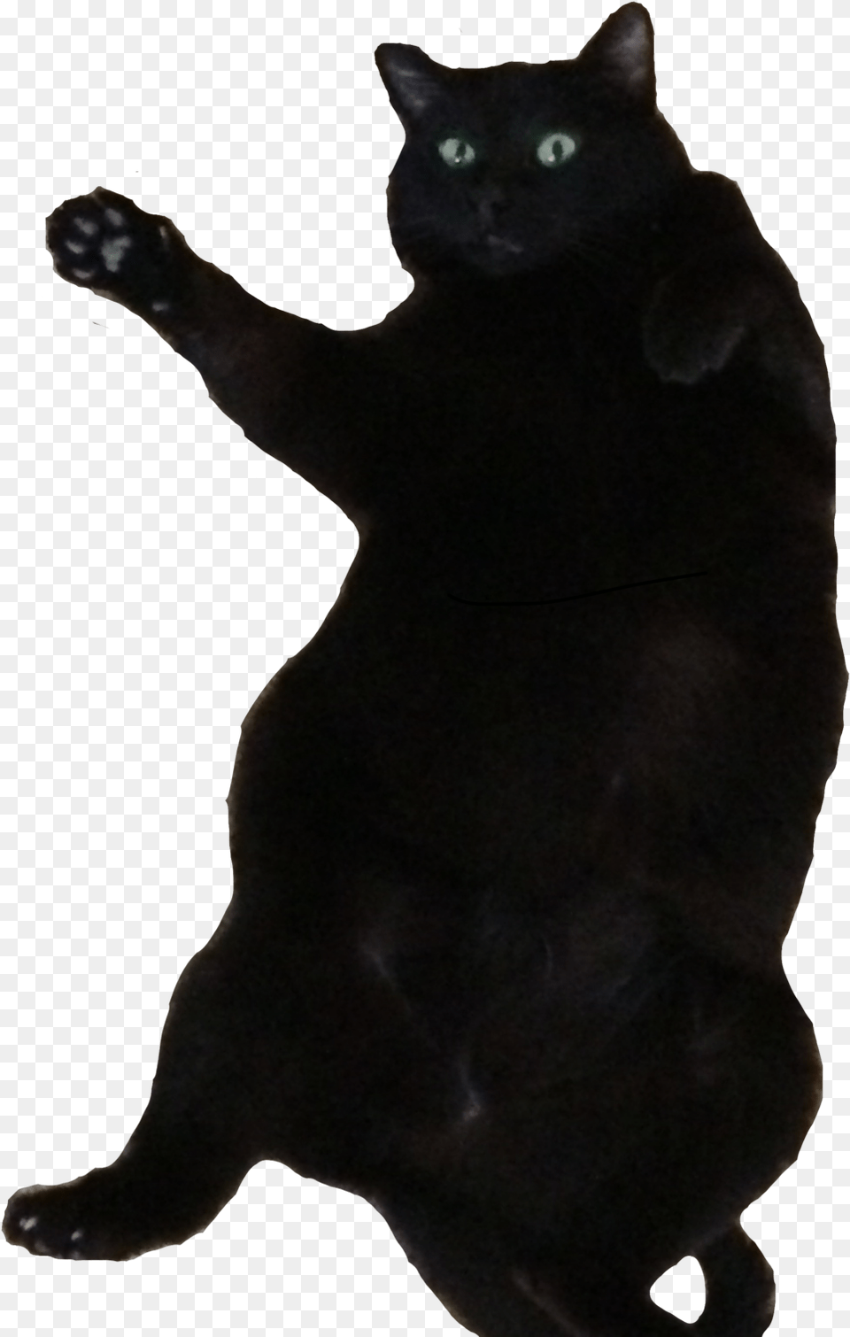 Transparent Fat Cat Fat Black Bombay Cat, Animal, Black Cat, Mammal, Pet Free Png Download