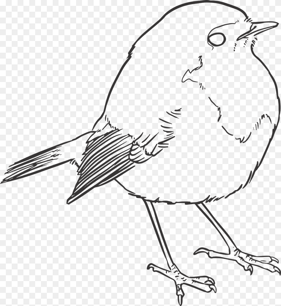 Transparent Feather Outline Line Drawing Of A Robin, Animal, Bird, Blackbird, Stencil Png Image